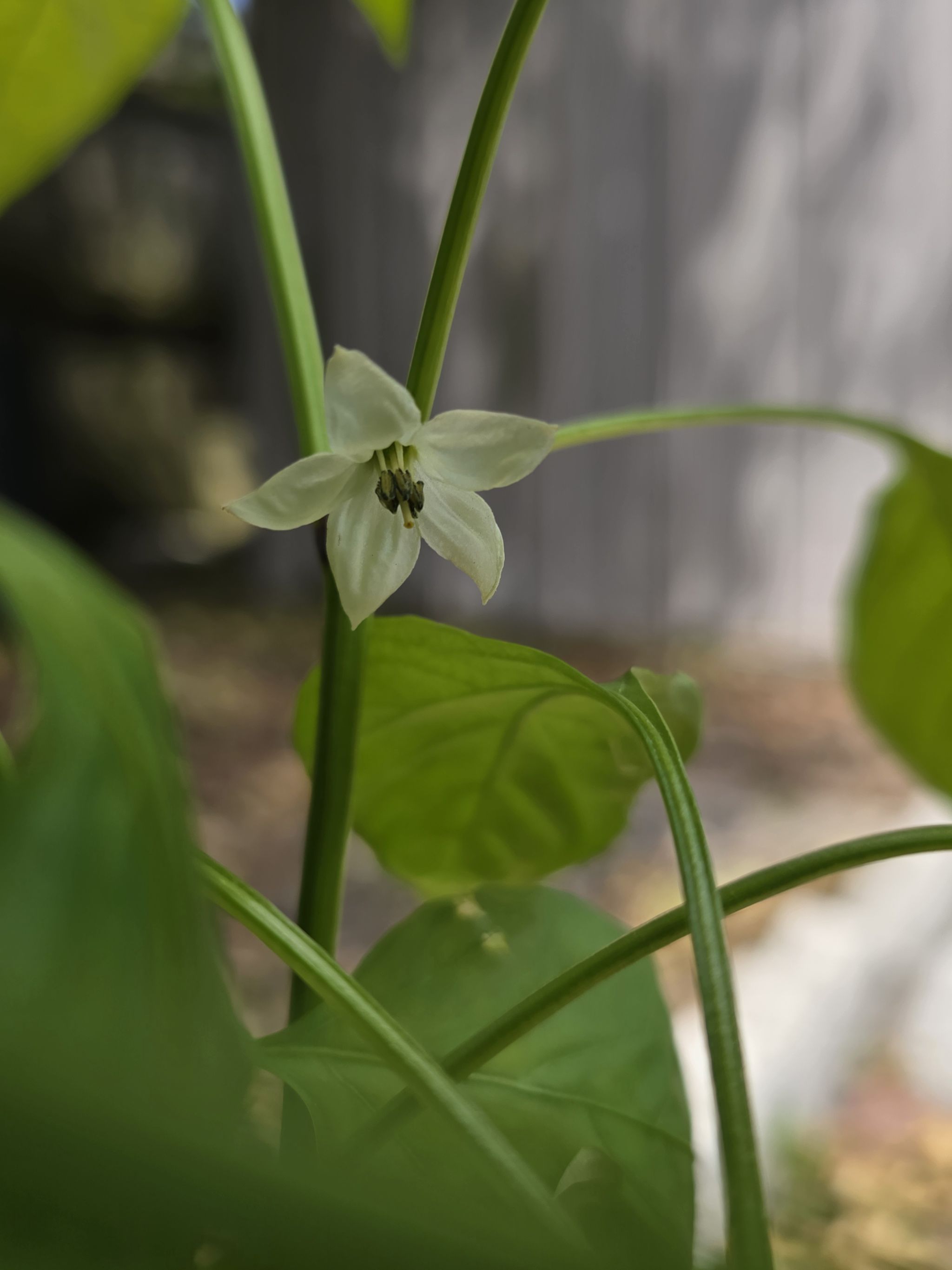 PEPPER PLANT NUTRIENT REQUIREMENTS intelligence overview