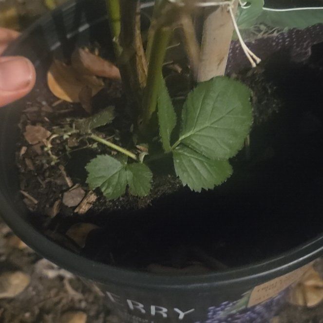 Photo of the plant species Sweetie Pie Blackberry Bush by @ClearAngelplant named Diana on Greg, the plant care app