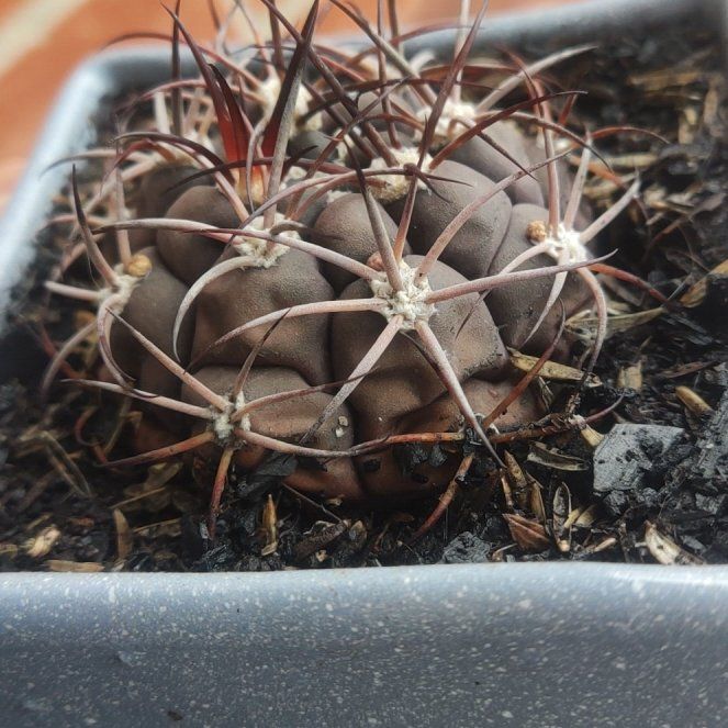 Photo of the plant species Chin Cactus by @FairWandmullein named Rihanna on Greg, the plant care app