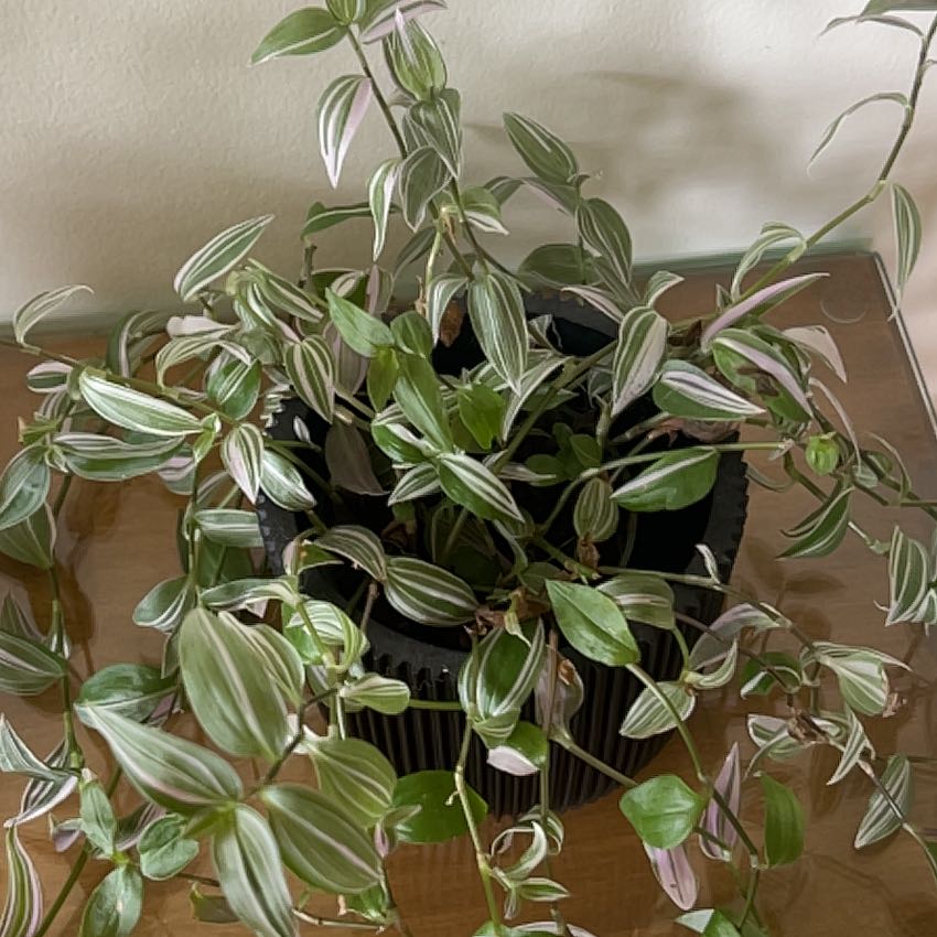 Photo of the plant species Inch Plant by @StoutCanecholla named Sproutacus on Greg, the plant care app