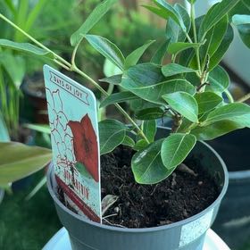 Photo of the plant species Dipladenia 'Rio' by @UnshakableBroom named Sanders on Greg, the plant care app