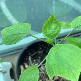 Photo of the plant species Roselle by @UnshakableBroom named Mochi on Greg, the plant care app