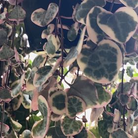 Photo of the plant species String of Hearts by @PrizeVelvetbean named Zion on Greg, the plant care app