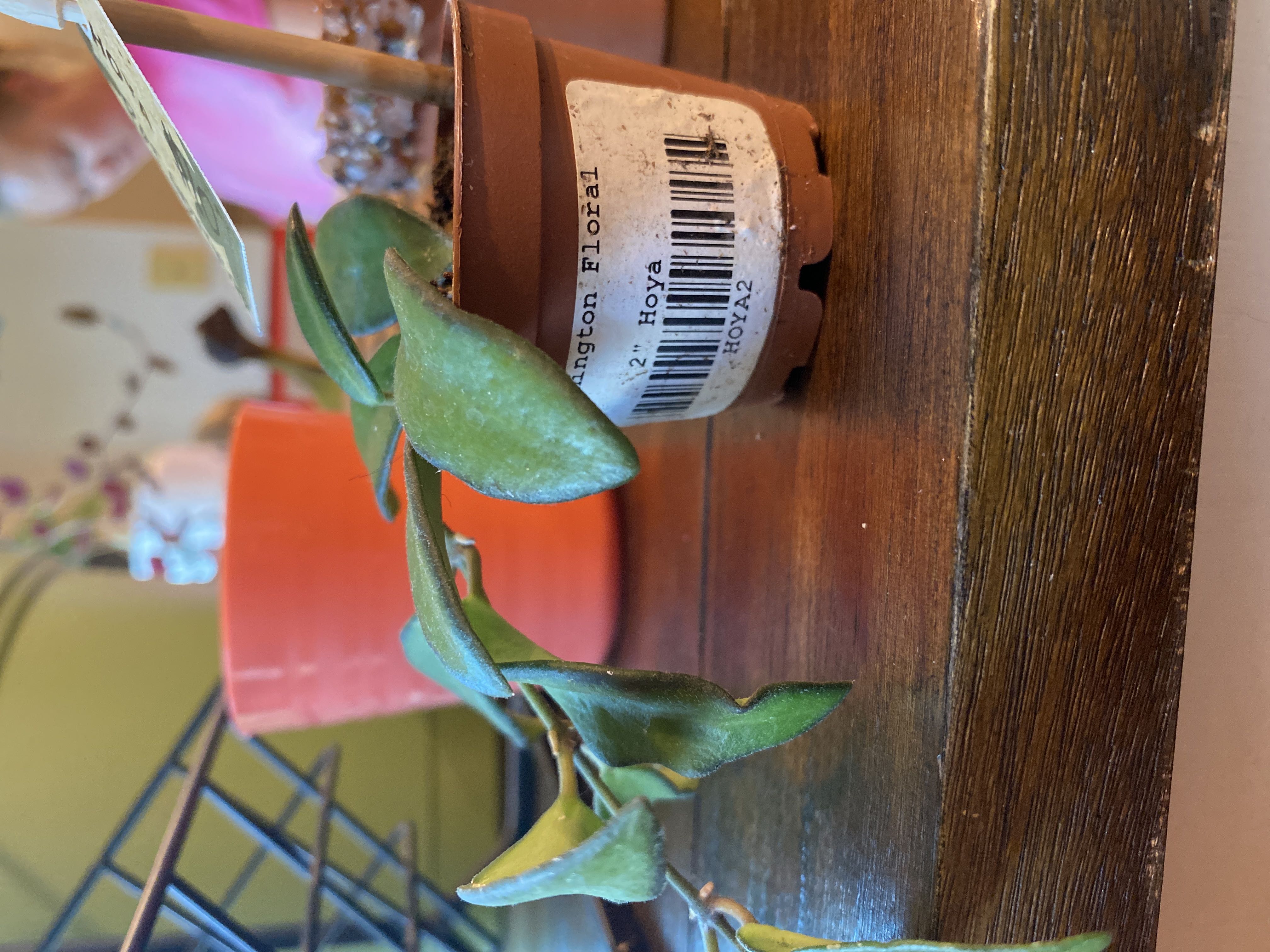 Photo from the post