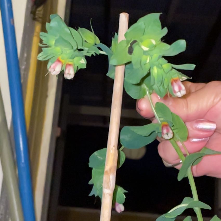 Photo of the plant species Great Honeywort by @TryWatermudwort named Treeyoncé on Greg, the plant care app