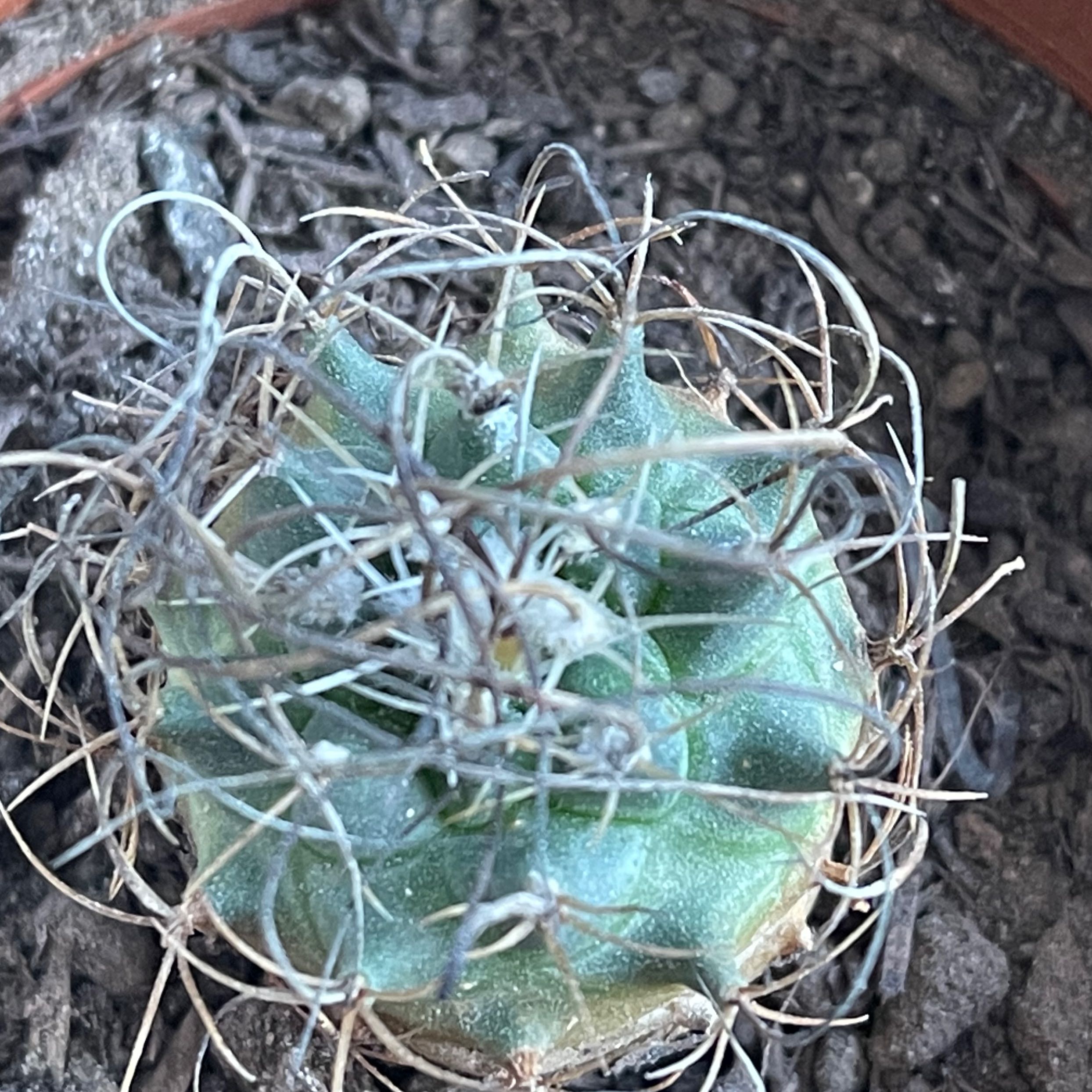 Turbinicarpus schmiedickeanus cactus in a pot with visible soil.