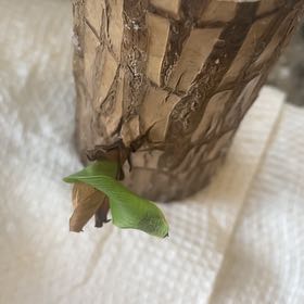 Photo of the plant species Brazilwood by @GladCarpetsedum named Fernie Saunders on Greg, the plant care app