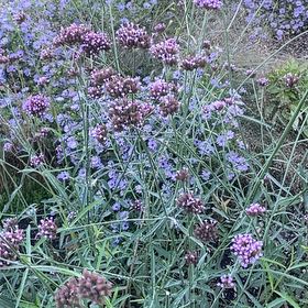 Photo of the plant species Tall Verbena by @WinPiccolobanda named Denali on Greg, the plant care app