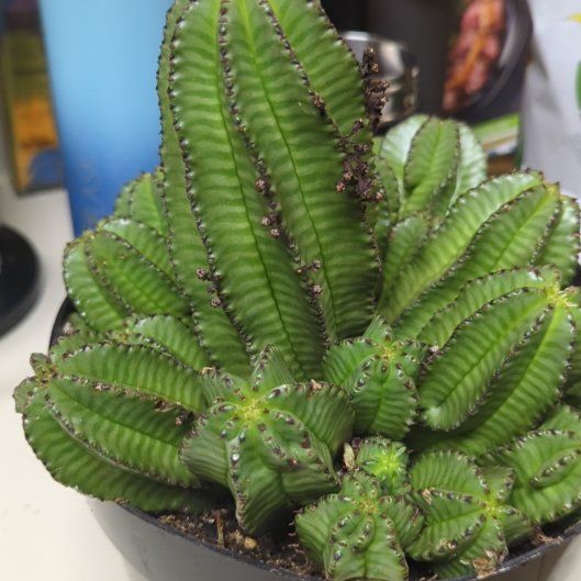 Photo of the plant species African Milk Barrel by @CoolBellpepper named Dakembe on Greg, the plant care app