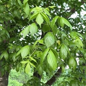 Photo of the plant species Box Elder by @TryCrapeginger named Fernie Mercury on Greg, the plant care app