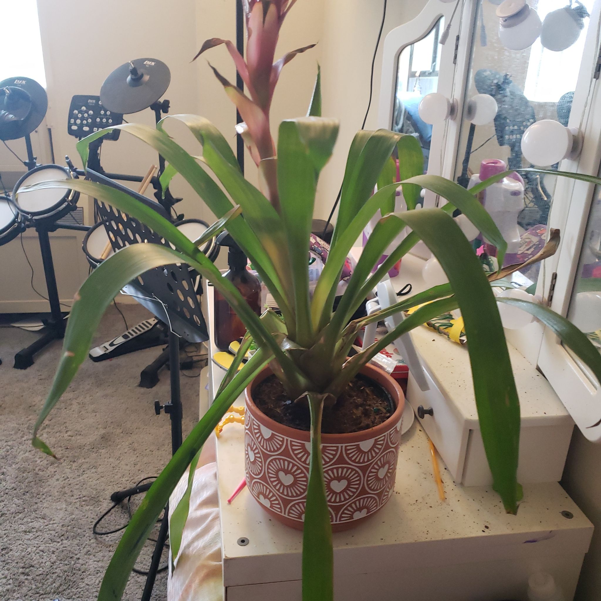 Photo of the plant species Matchstick bromeliad by @BentonAloevera named Red on Greg, the plant care app