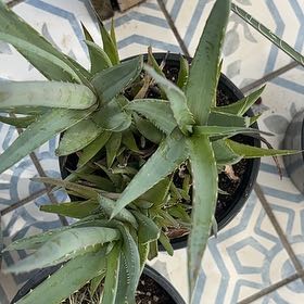 Photo of the plant species Aloe 'Walmsley's Blue' by @GreatRipplejade named Maya on Greg, the plant care app