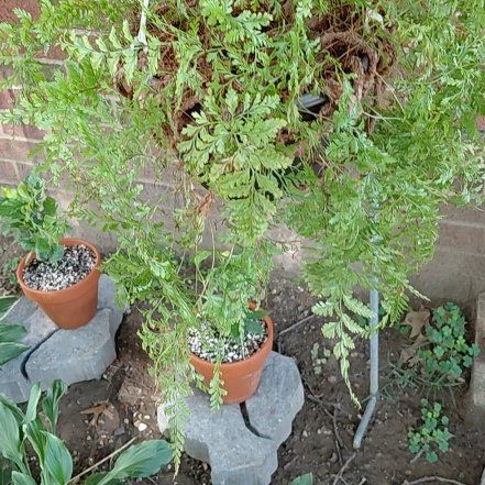 Photo of the plant species Black Rabbit Foot Fern by @ShrewdTigerjade named Taylor Swift on Greg, the plant care app