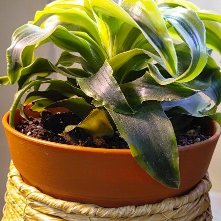 Photo of the plant species Dracaena 'Tornado' by @ShrewdTigerjade named Elina on Greg, the plant care app