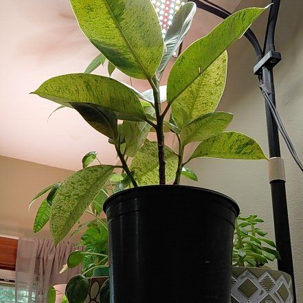 Photo of the plant species Ficus shivereana 'Moonshine' Variegated by @ShrewdTigerjade named Terra on Greg, the plant care app