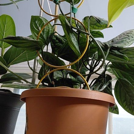 Photo of the plant species Monstera Peru by @ShrewdTigerjade named Homer on Greg, the plant care app