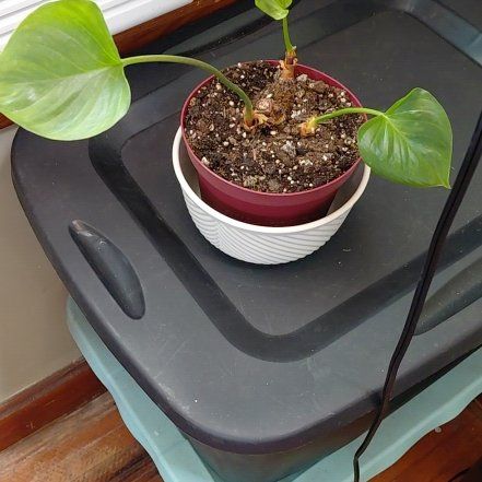 Photo of the plant species Homalomena 'Emerald Gem' by @ShrewdTigerjade named Walt on Greg, the plant care app