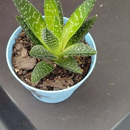 Photo of the plant species Variegated Ox Tongue by @ShrewdTigerjade named Messi on Greg, the plant care app
