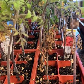 Photo of the plant species Tomato by @SnappySedum named Miley on Greg, the plant care app