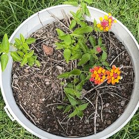 Photo of the plant species Lantana Camara by @BigtimeOgreears named Sage on Greg, the plant care app