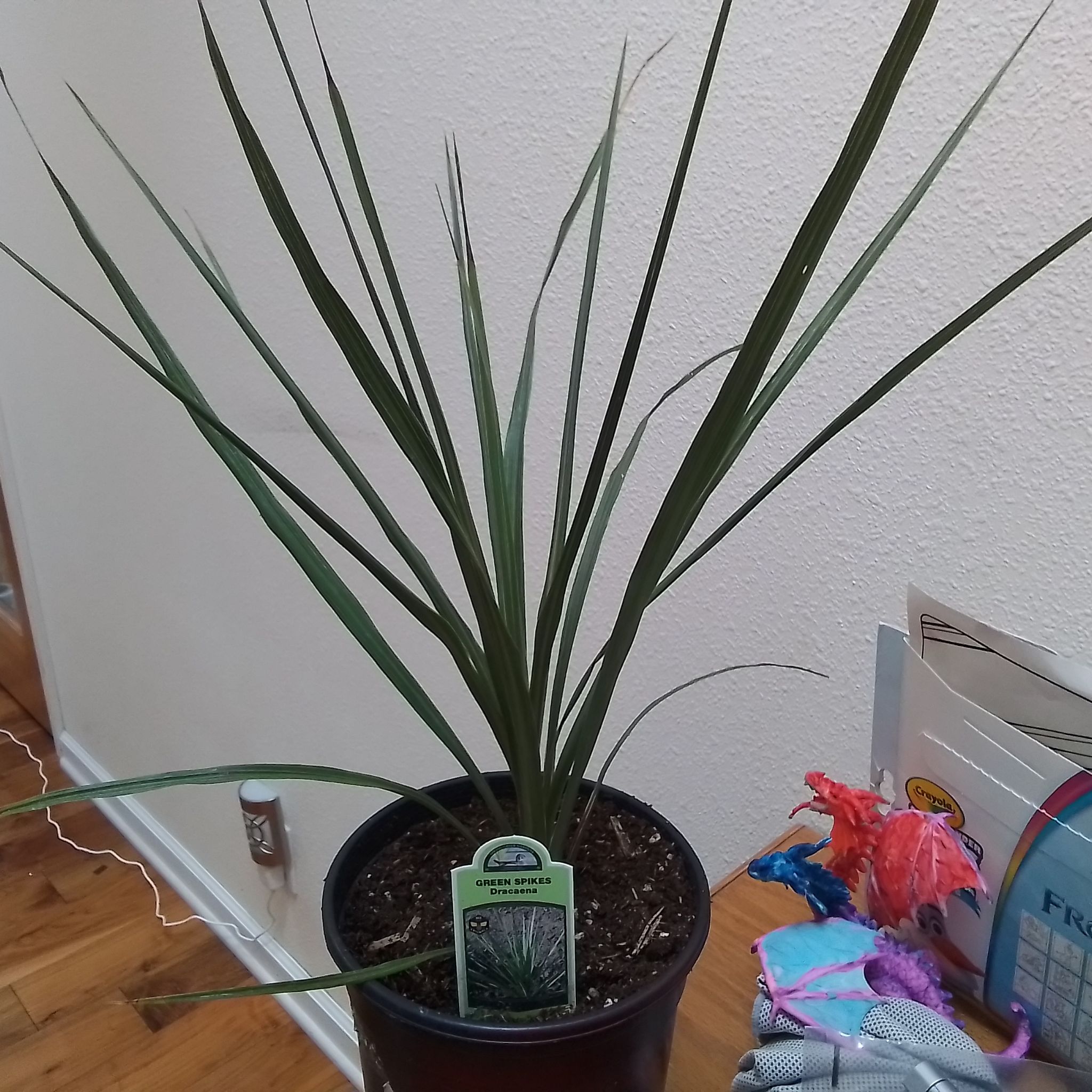 Dracaena 🕷 😔