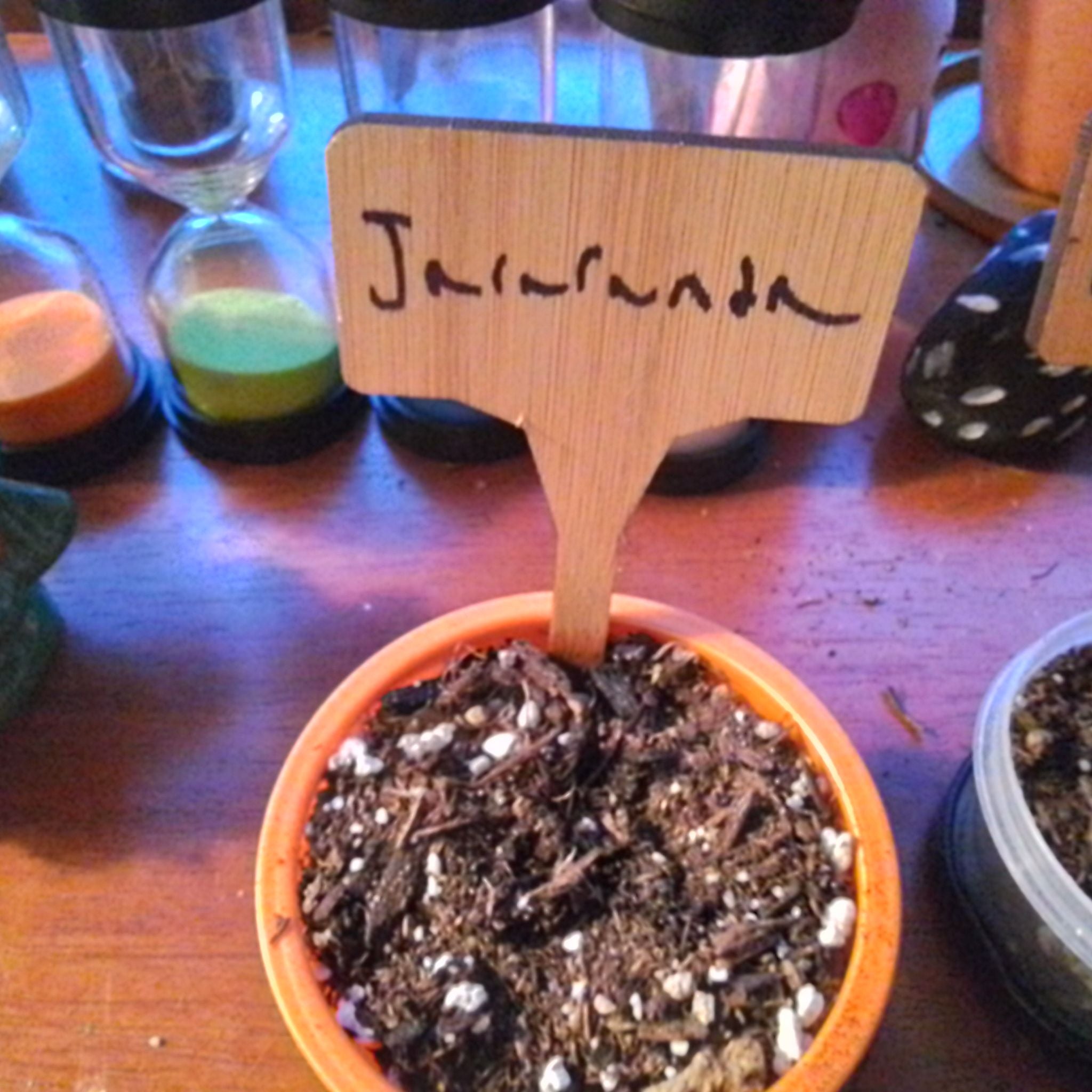 Plant care for Chilean Glory Flower 'Carmineus' on Greg, the plant care app