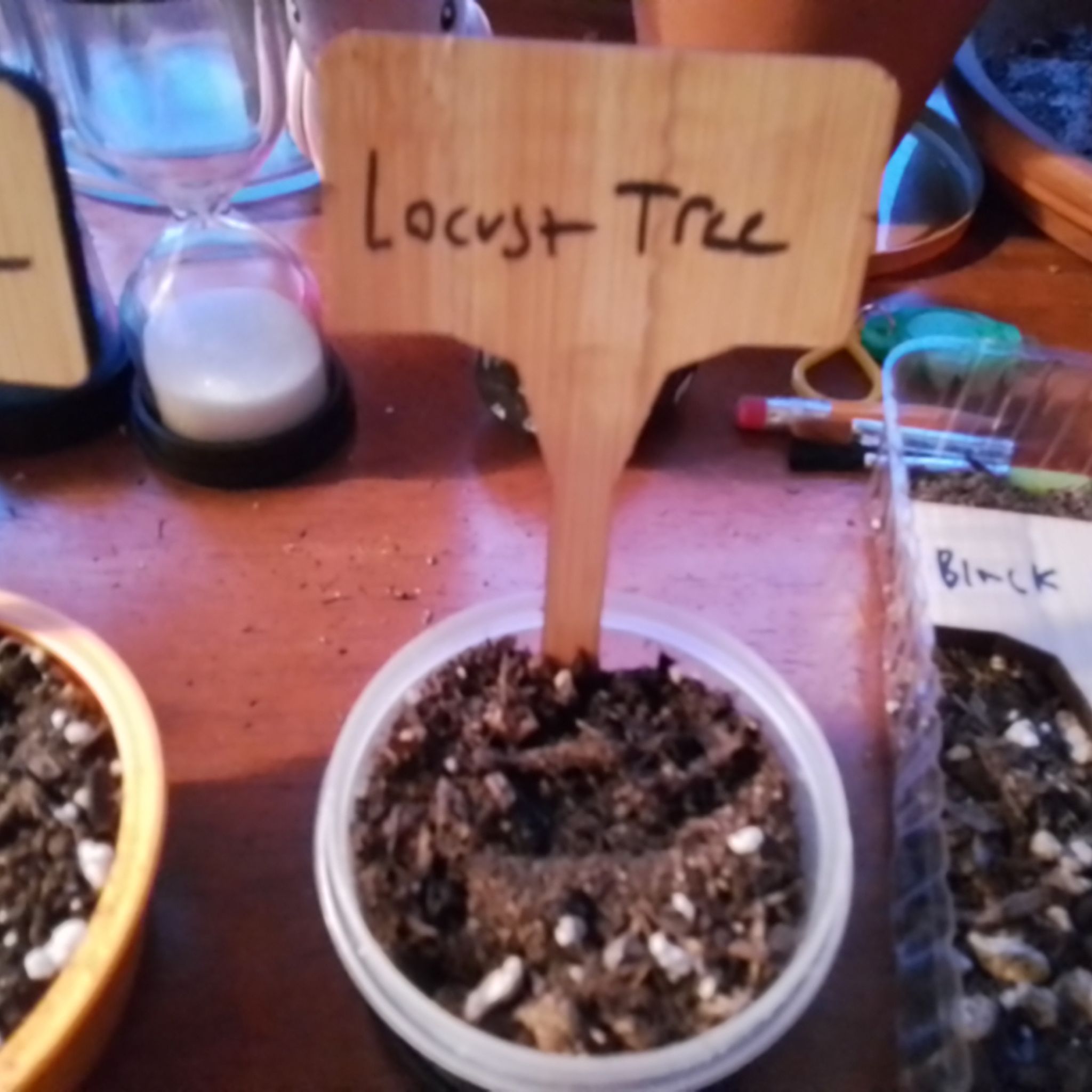 Photo of the plant species Sophora Japonica by @Catplantaddict named No Name on Greg, the plant care app
