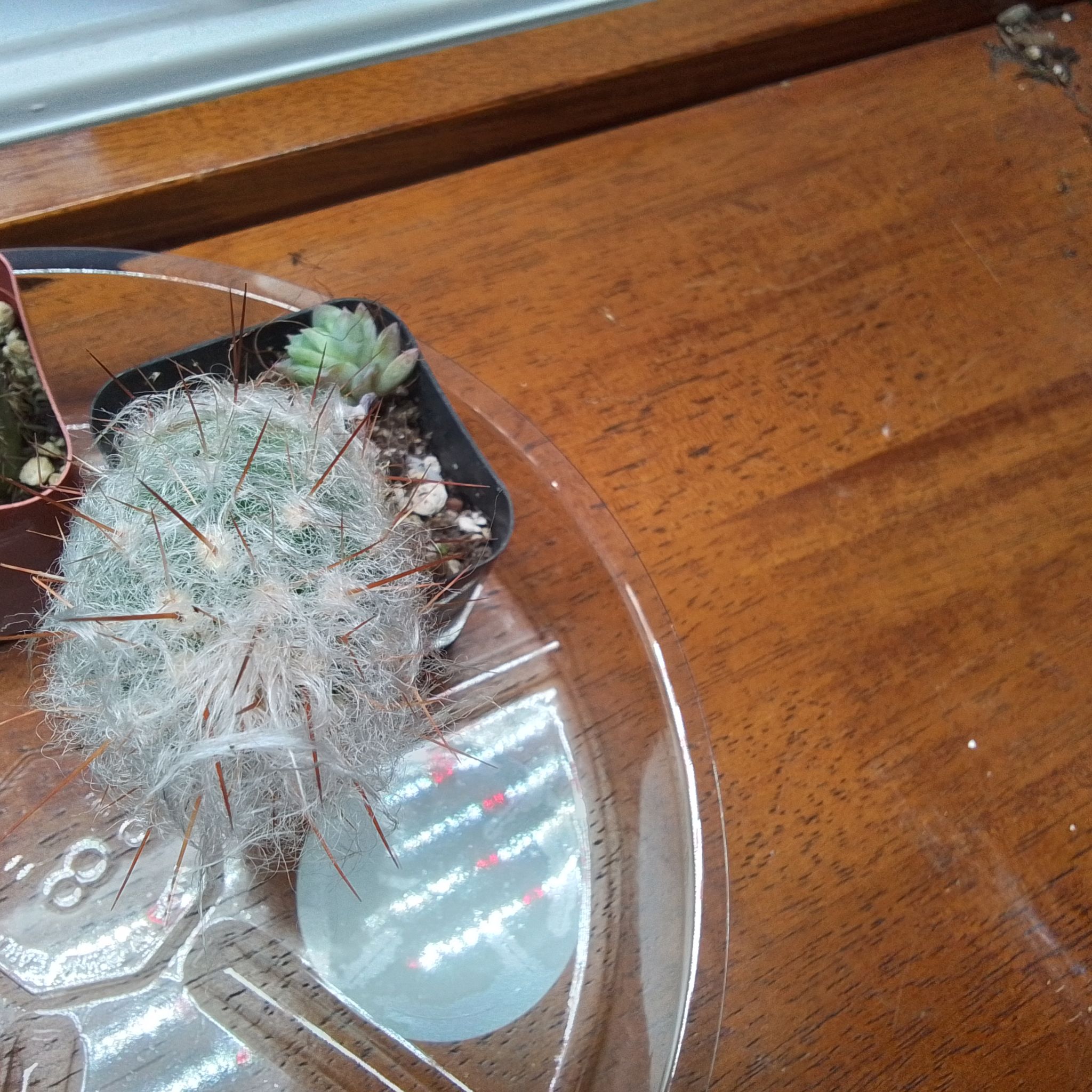 Photo of the plant species Old Man of the Andes by @Catplantaddict named Andre on Greg, the plant care app
