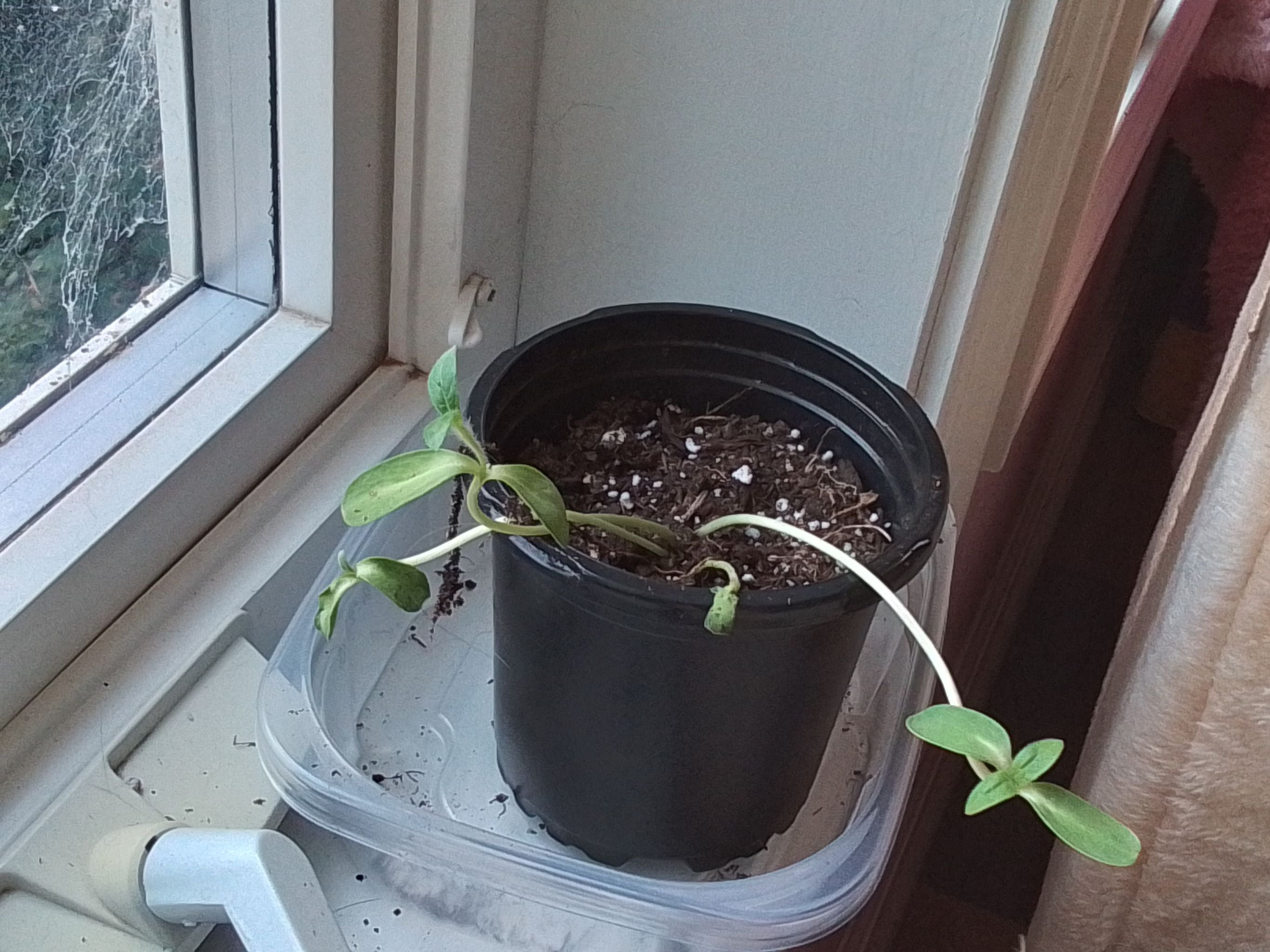 Gypsy Charmer Sunflower How Much Water & Light Does it Need to Thrive?