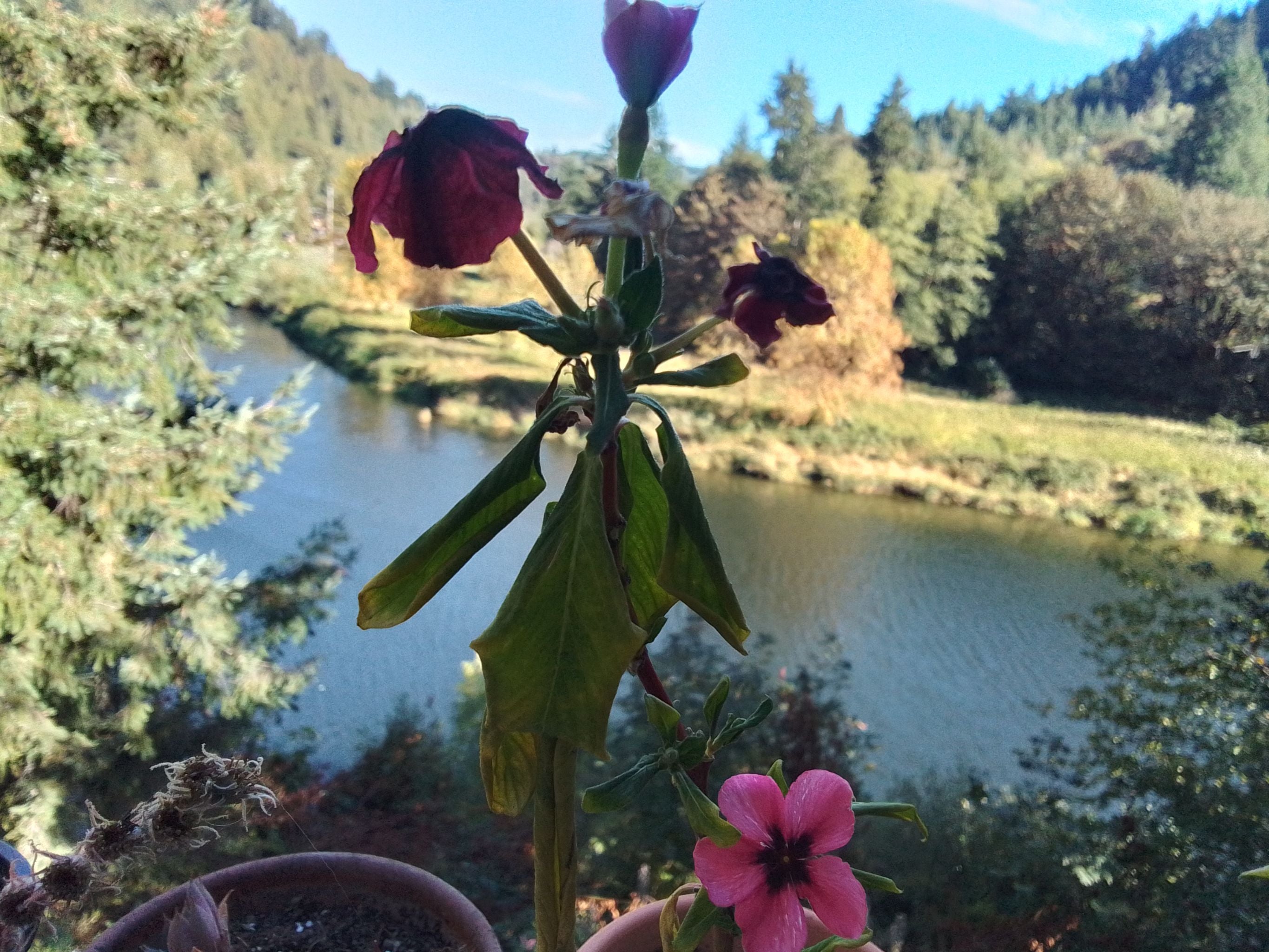 Madagascar Periwinkle Plant Care Water, Light, Nutrients Greg App 🌱