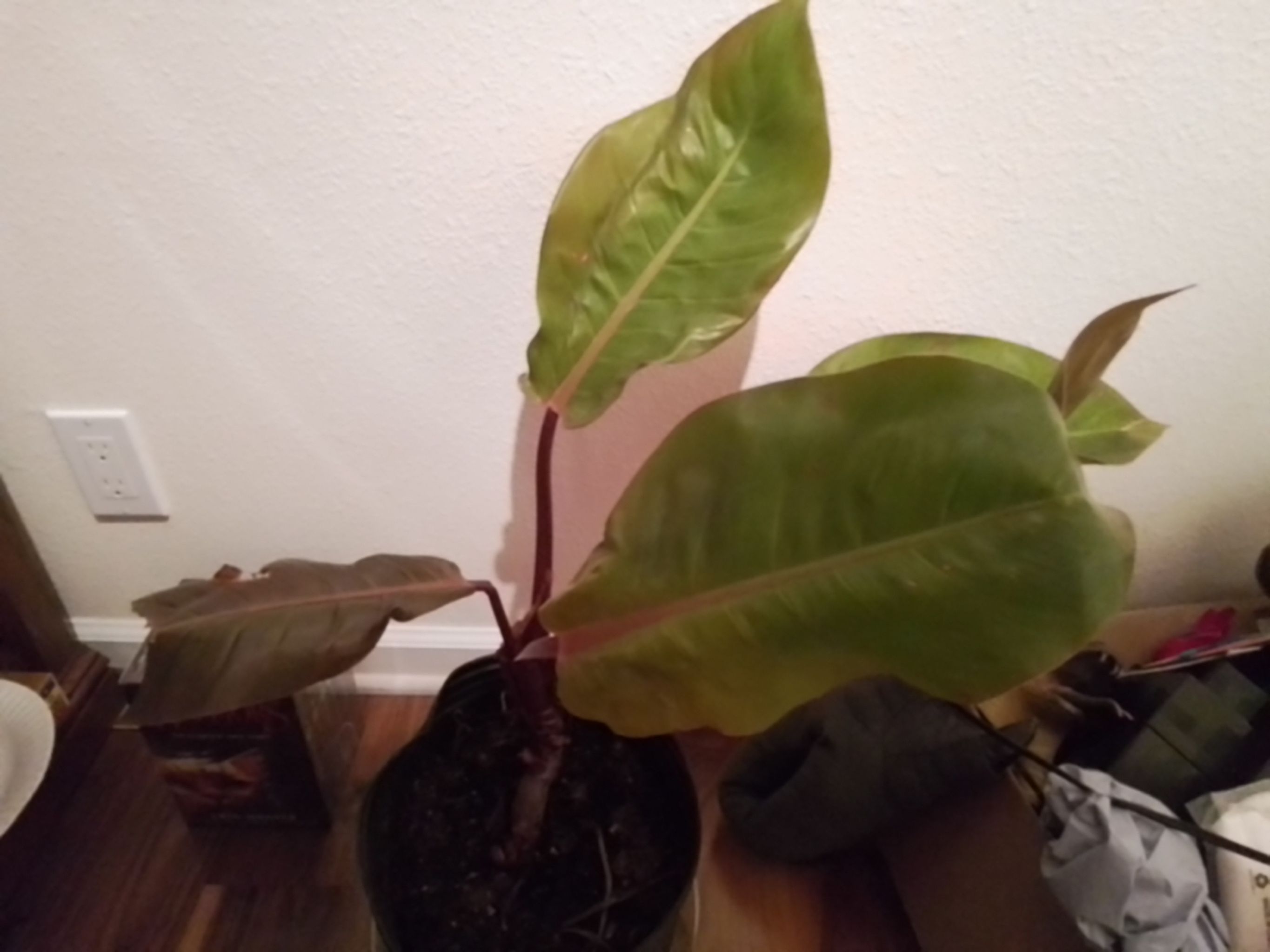 Photo from the post