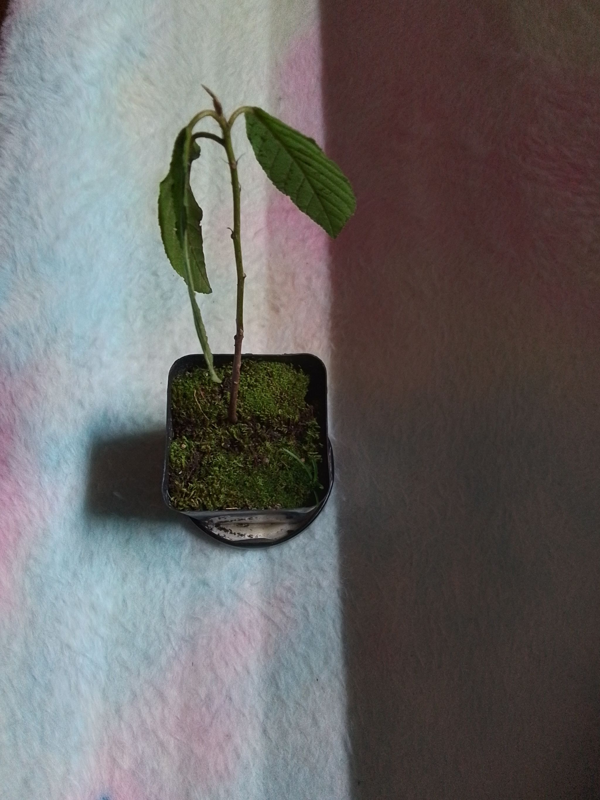 Photo from the post
