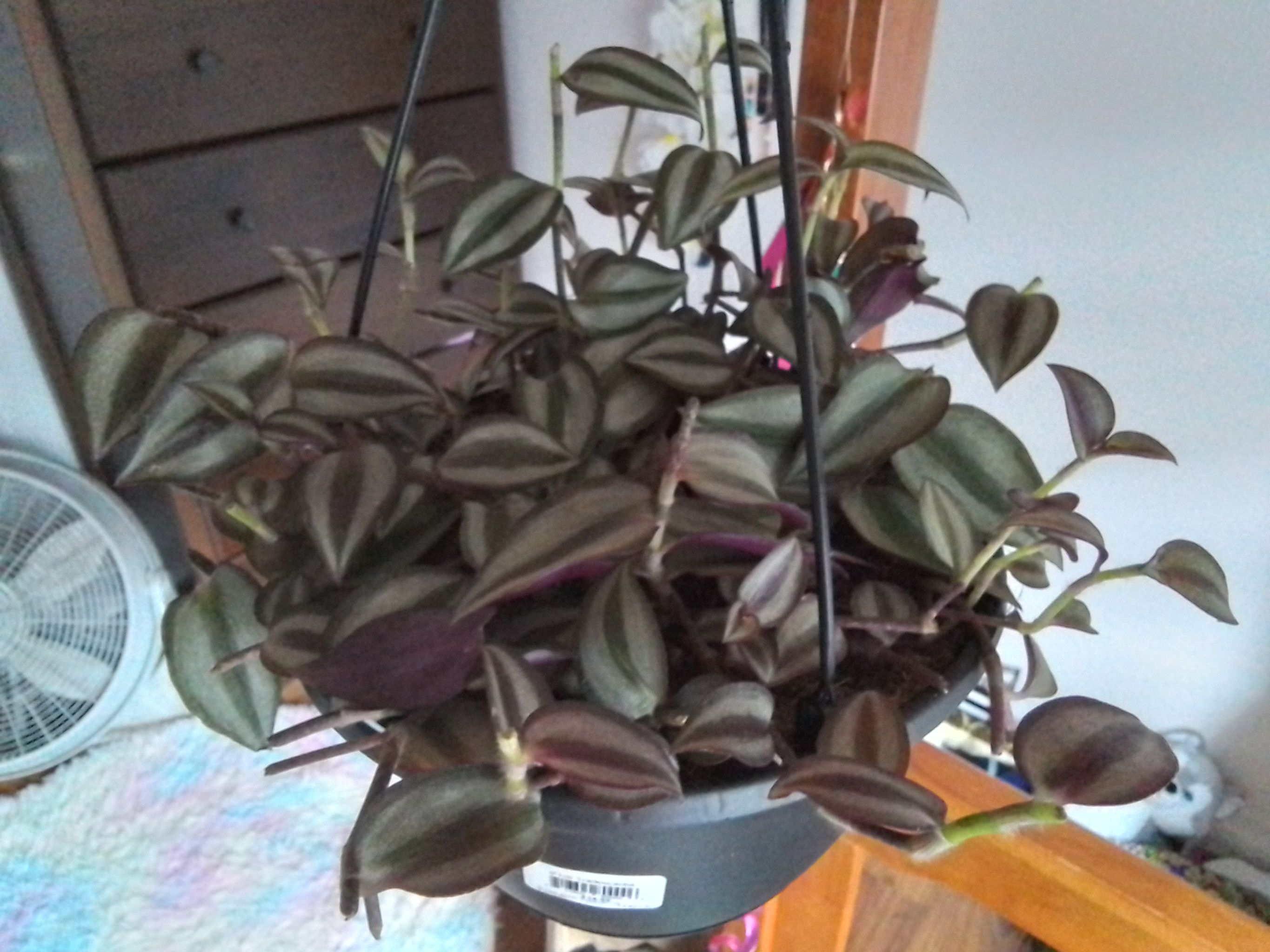 Photo from the post