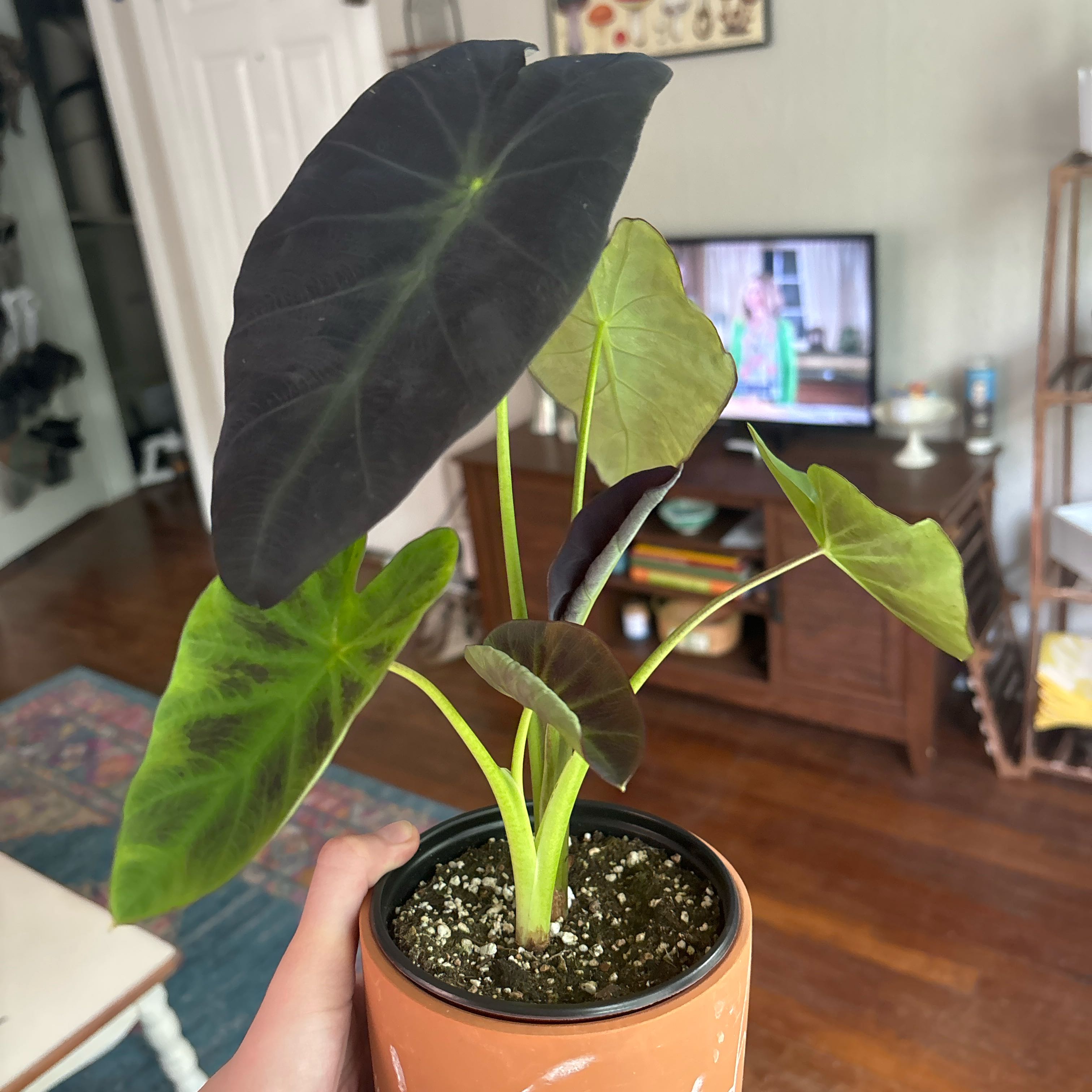 Photo of the plant species Illustris Colocasia by @HipCanadianyew named Maya on Greg, the plant care app