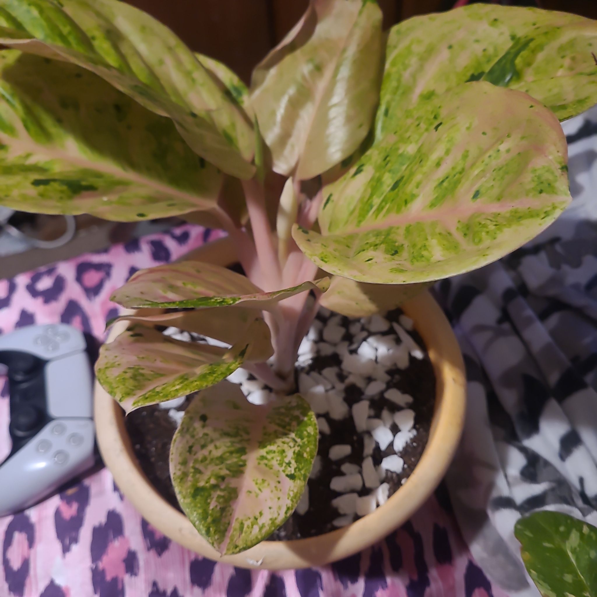 Photo of the plant species Pink Princess Aglaonema by @RousingSkyplant named Kylie on Greg, the plant care app