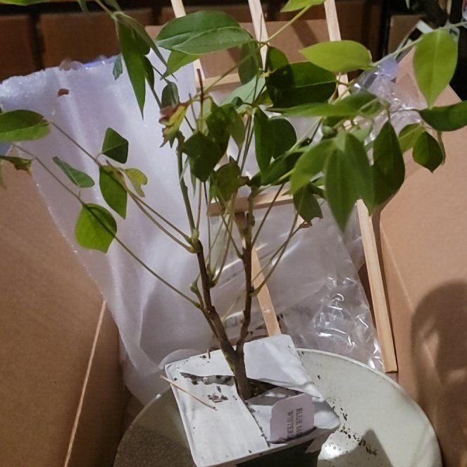Photo of the plant species Blue Moon Wisteria by @RousingSkyplant named Bell on Greg, the plant care app