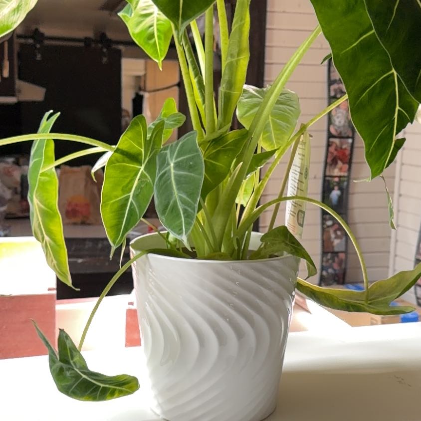 Photo of the plant species Alocasia 'Mythic Frydek' by @FreeMeloncactus named Walt on Greg, the plant care app