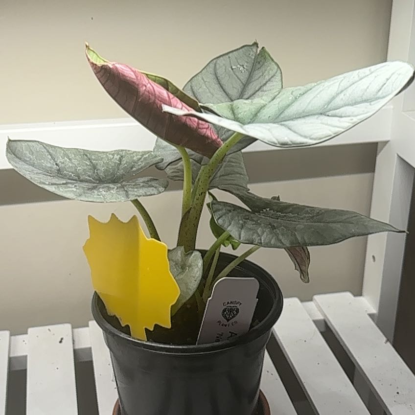 Photo of the plant species alocasia nebula by @RhainsSong named Fiona on Greg, the plant care app
