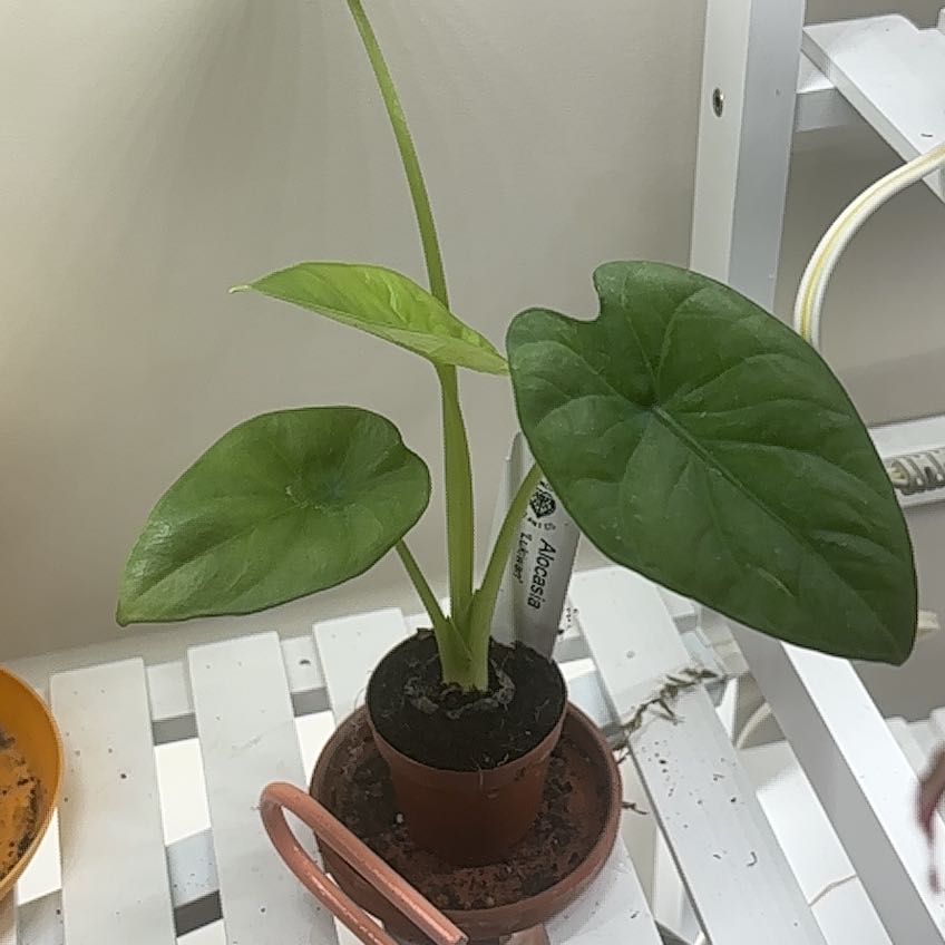 Photo of the plant species Alocasia Lukiwan by @RhainsSong named Hel on Greg, the plant care app