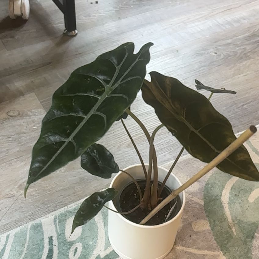 Photo of the plant species Alocasia by @RhainsSong named Fyerfly on Greg, the plant care app