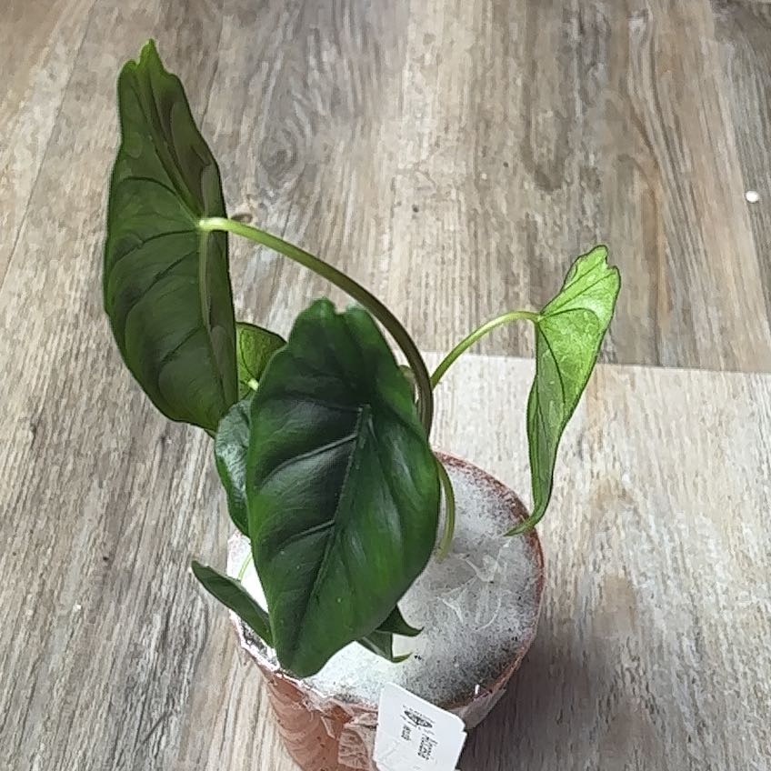 Photo of the plant species Alocasia Venusta by @RhainsSong named Planty on Greg, the plant care app