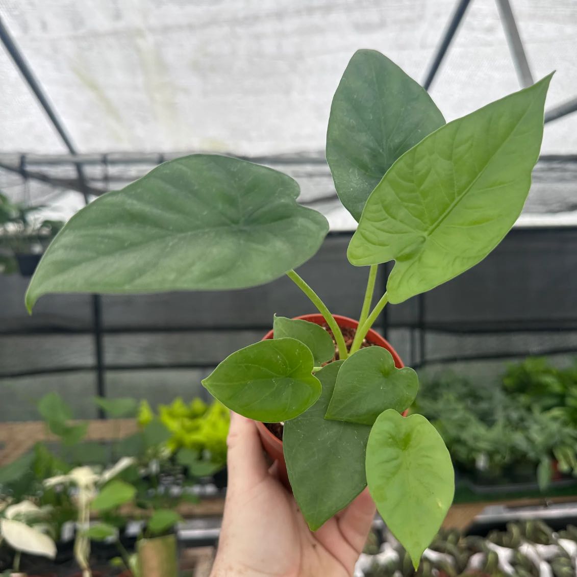 Photo of the plant species Alocasia Lukiwan by @RhainsSong named Sky on Greg, the plant care app