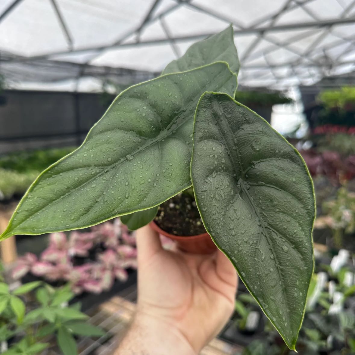 Photo of the plant species Alocasia puncakborneensis by @RhainsSong named Punk on Greg, the plant care app