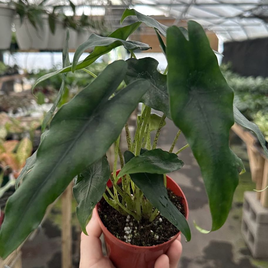 Photo of the plant species Alocasia Purple Cloak by @RhainsSong named Elina on Greg, the plant care app