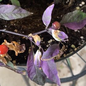 Photo of the plant species Capsicum 'Purple Flash' by @WorldlyDecodon named Sonora on Greg, the plant care app