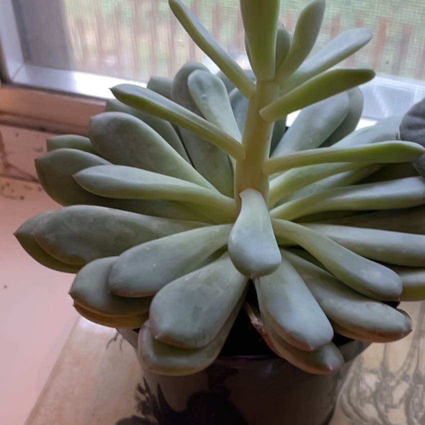Photo of the plant species Pachyveria 'Claire' by @WorldlyDecodon named Athena on Greg, the plant care app