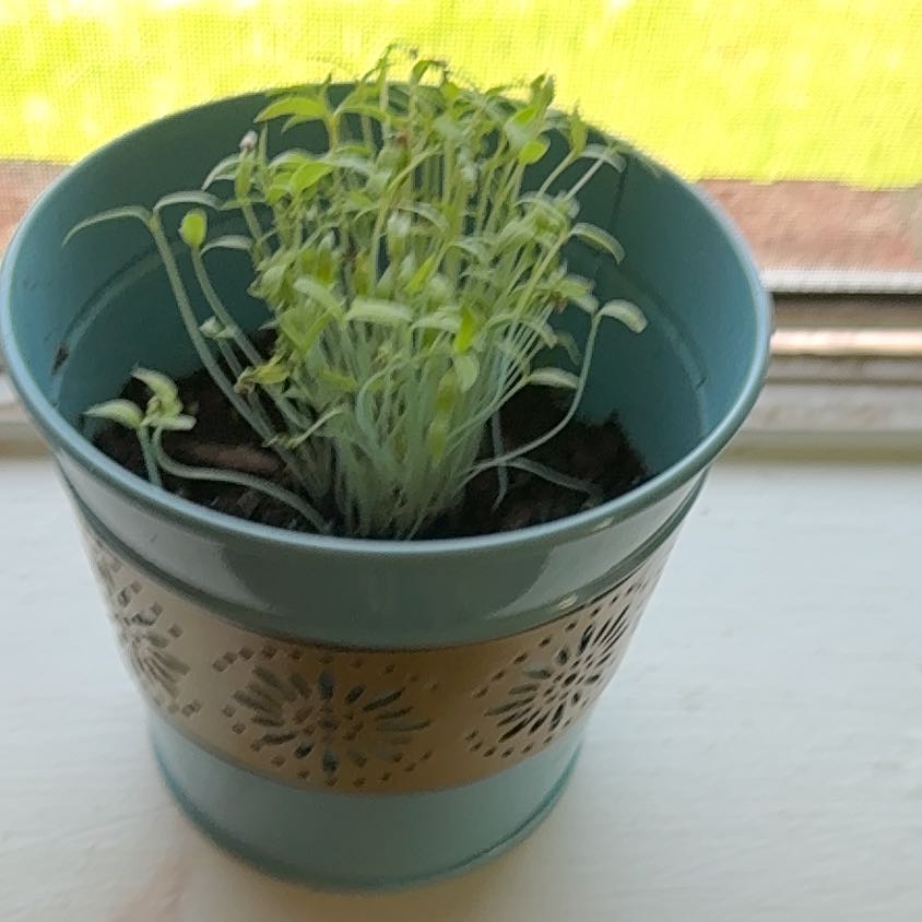 Photo of the plant species Roma Tomato by @ImpishAloeguido named Kesha on Greg, the plant care app