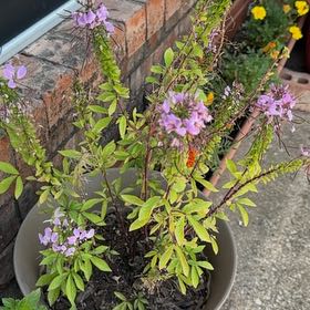 Photo of the plant species Cleome 'Senorita Rosalita' by @ImpishAloeguido named Harmony on Greg, the plant care app