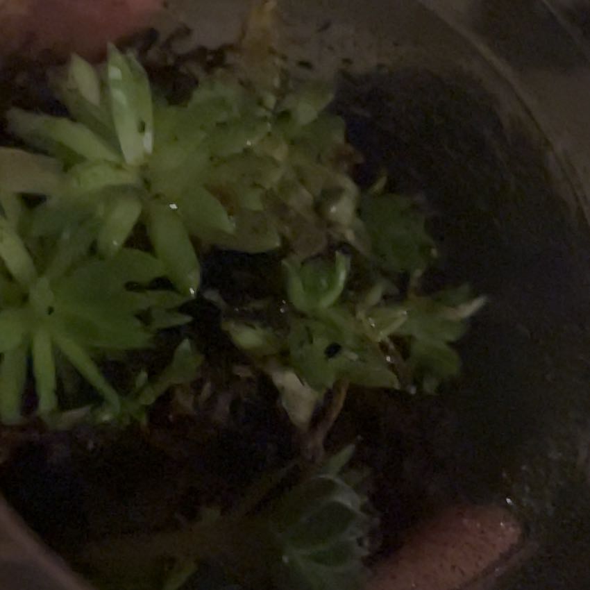 Photo of the plant species Ontario Rhodobryum Moss by @MagicalRemuremu named Hemingway on Greg, the plant care app