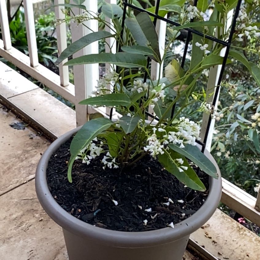 Photo of the plant species Native Lilac by @ZingYumasandmat named Khaleesi on Greg, the plant care app